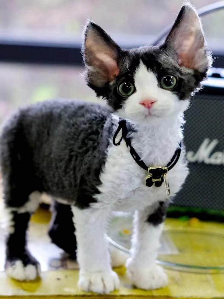 猫舍直销,批发价出售,德文卷毛猫